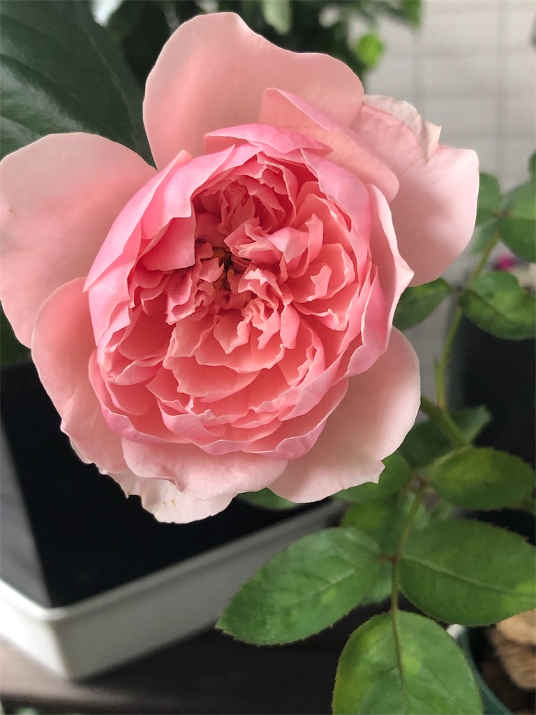 f:id:tef_rose:20190831010049j:image