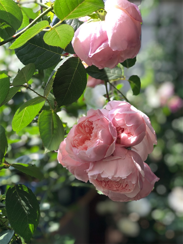 f:id:tef_rose:20190831010053j:image