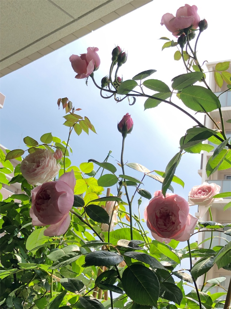 f:id:tef_rose:20190831010058j:image