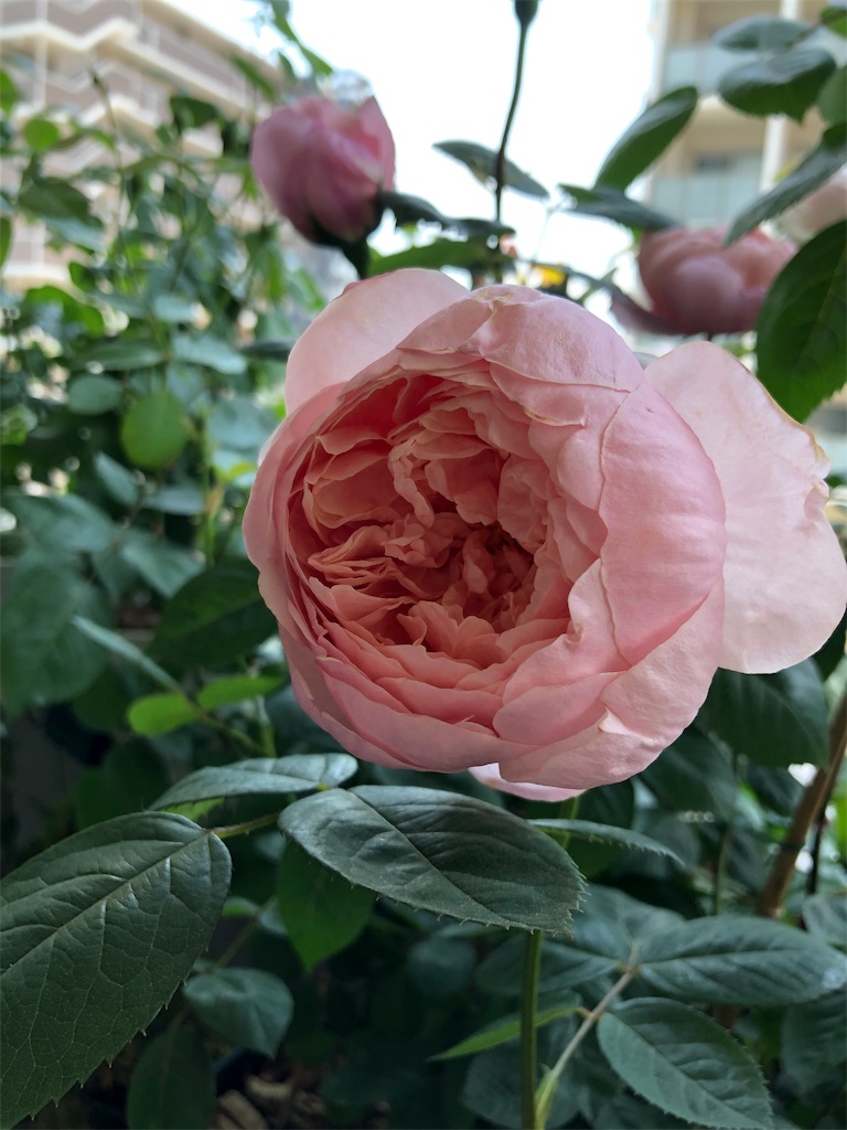 f:id:tef_rose:20190831010101j:image