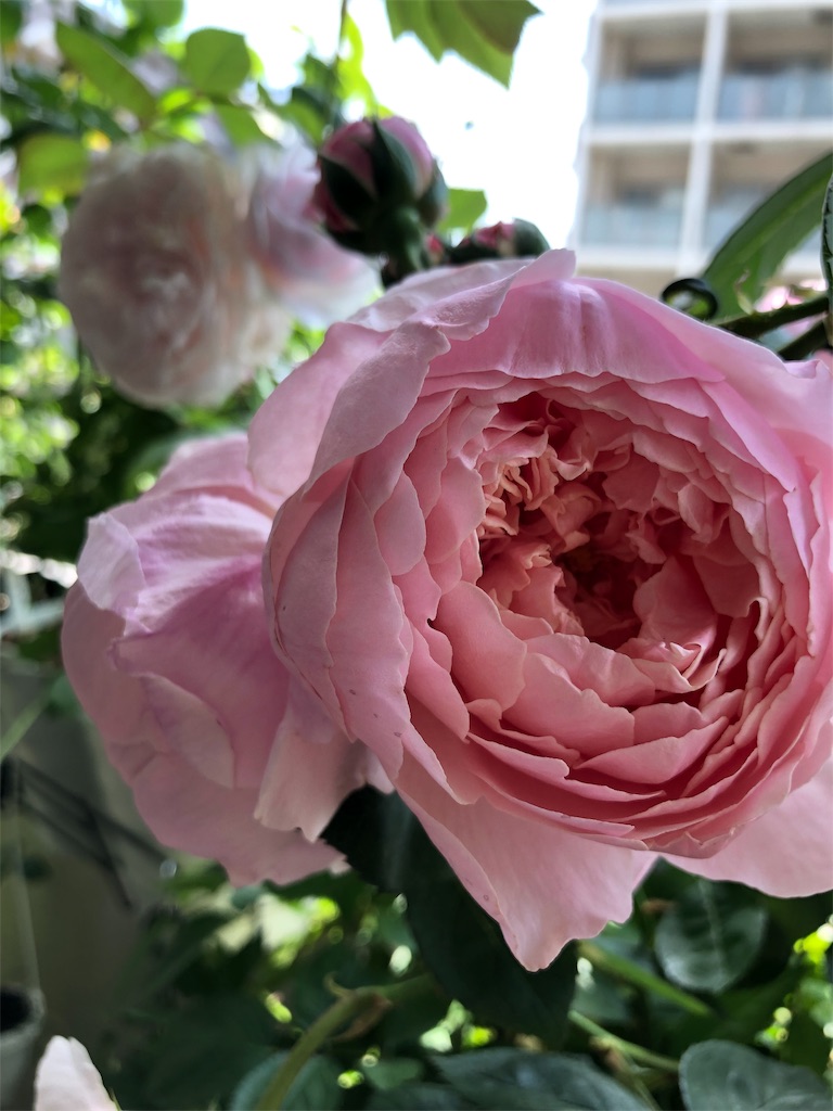 f:id:tef_rose:20190831010104j:image