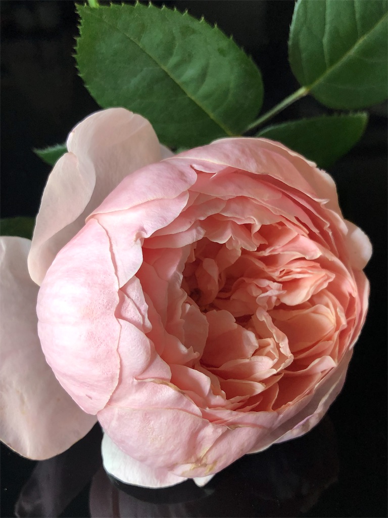 f:id:tef_rose:20190831010107j:image