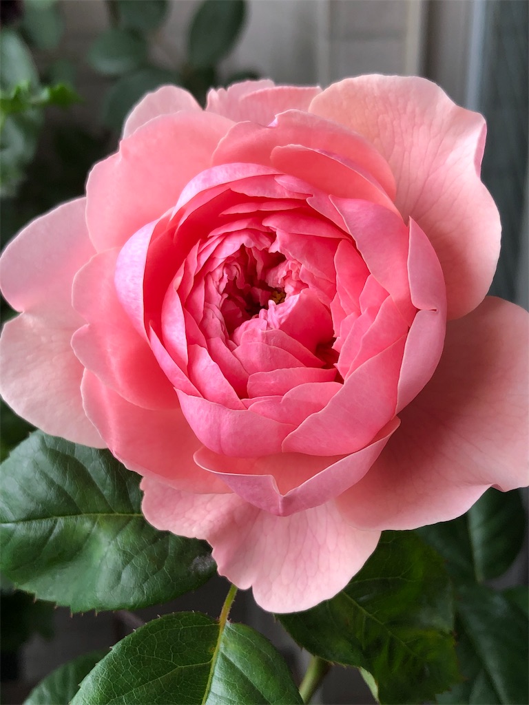 f:id:tef_rose:20190831010112j:image