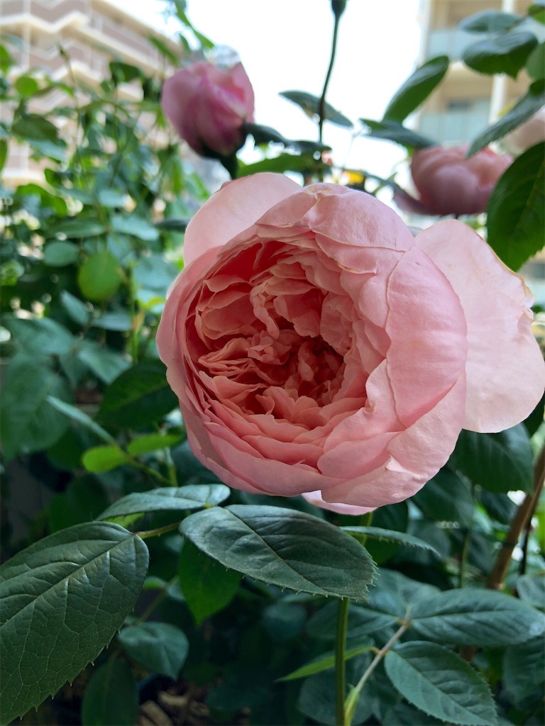 f:id:tef_rose:20190831010121j:image