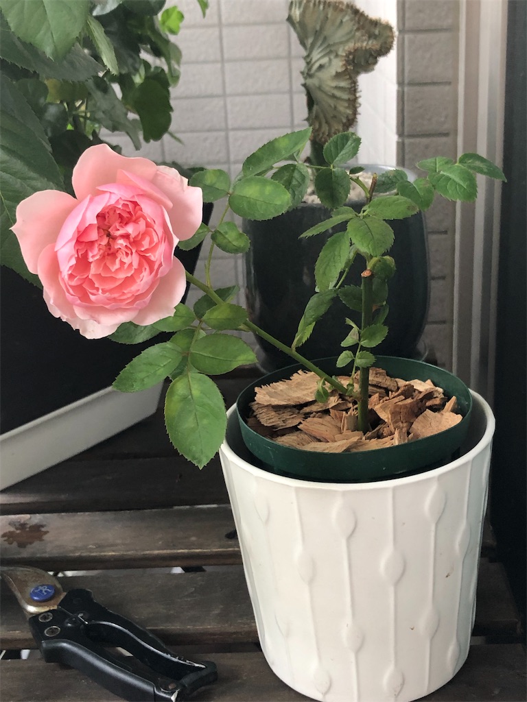 f:id:tef_rose:20190831010127j:image