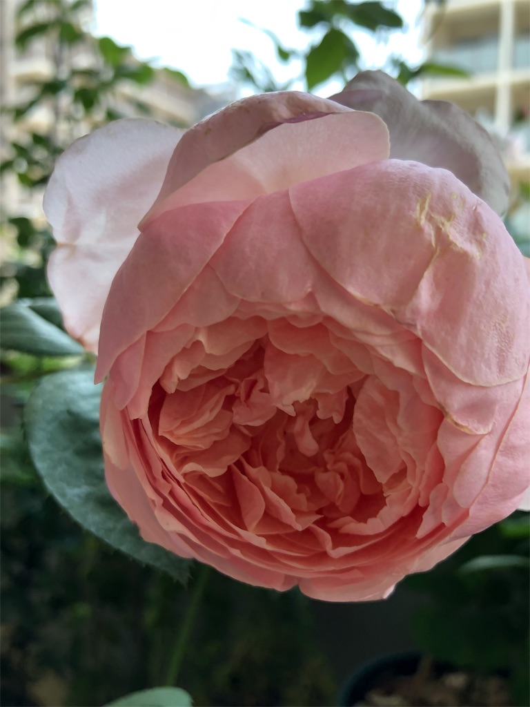 f:id:tef_rose:20190831010133j:image