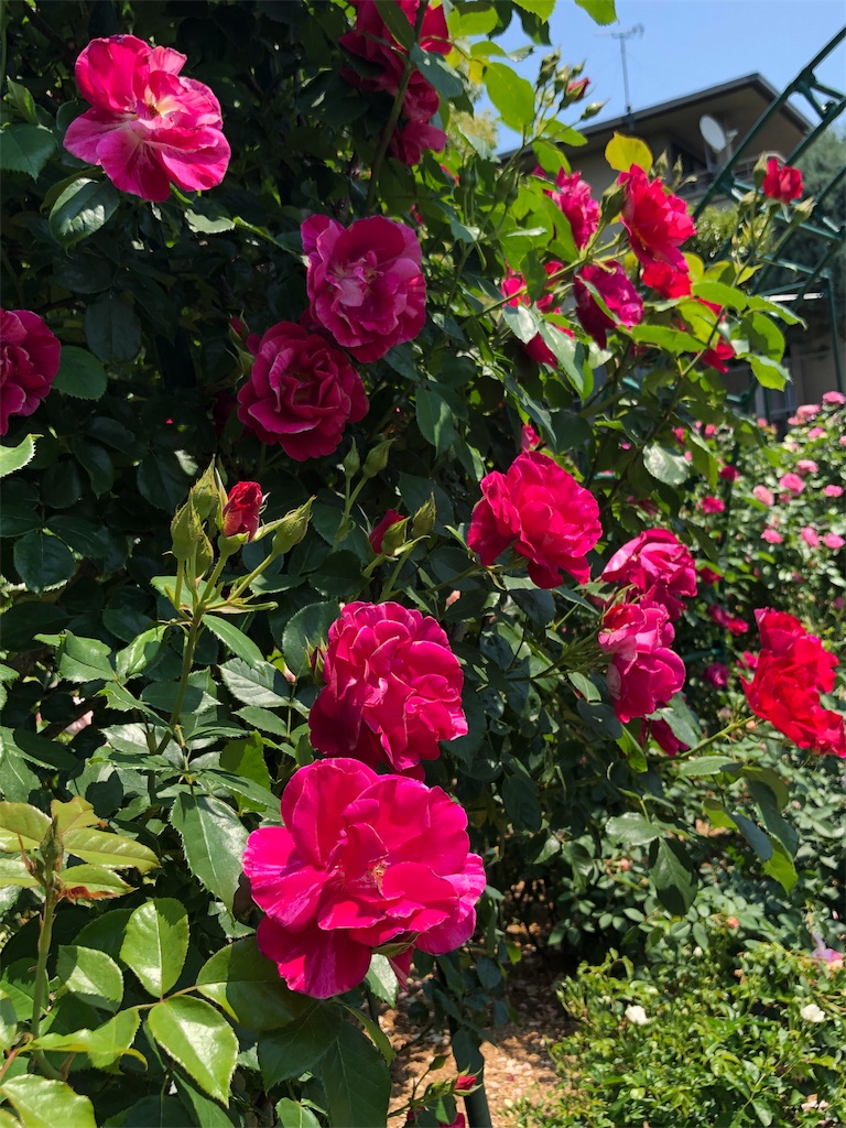 f:id:tef_rose:20190831040510j:image