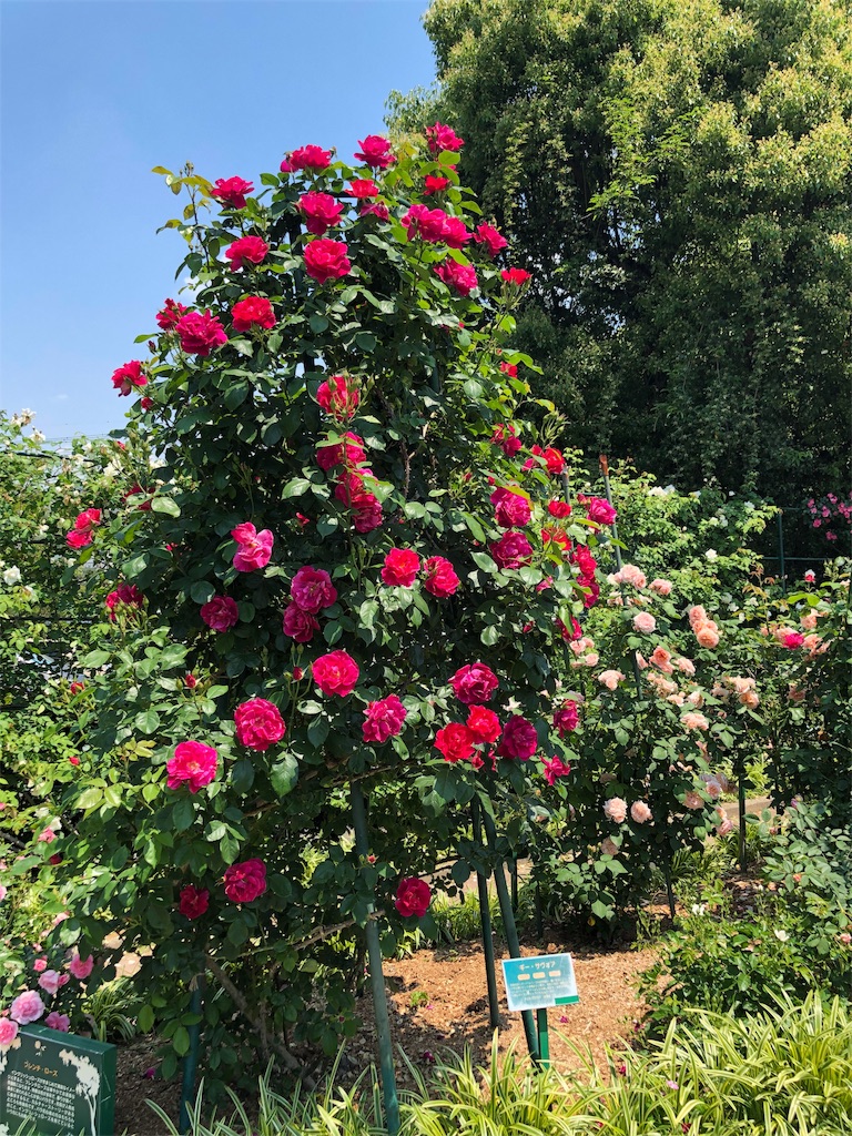 f:id:tef_rose:20190831040540j:image