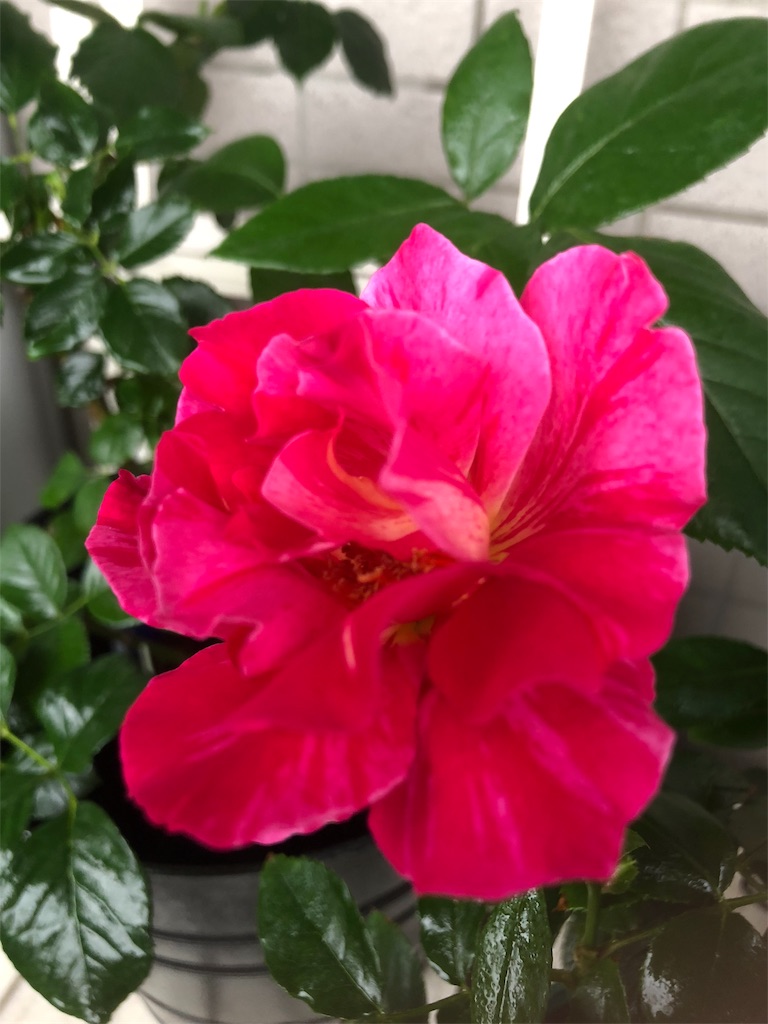 f:id:tef_rose:20190831040811j:image