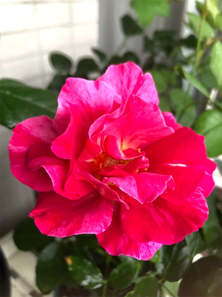 f:id:tef_rose:20190831040835j:image