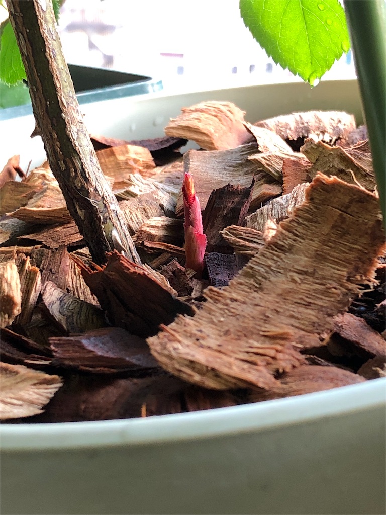 f:id:tef_rose:20190831040840j:image