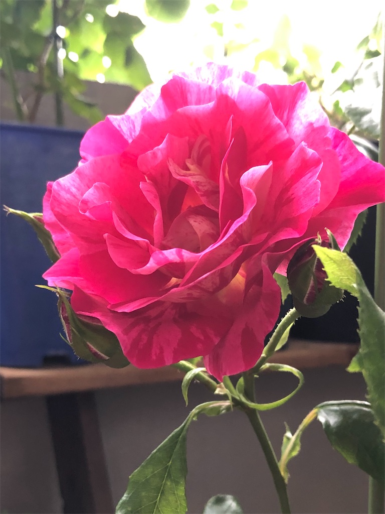 f:id:tef_rose:20190831040844j:image