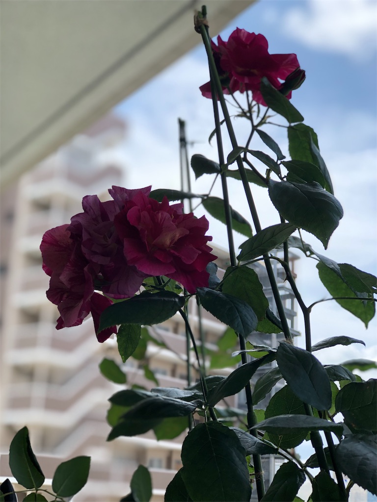f:id:tef_rose:20190831040849j:image