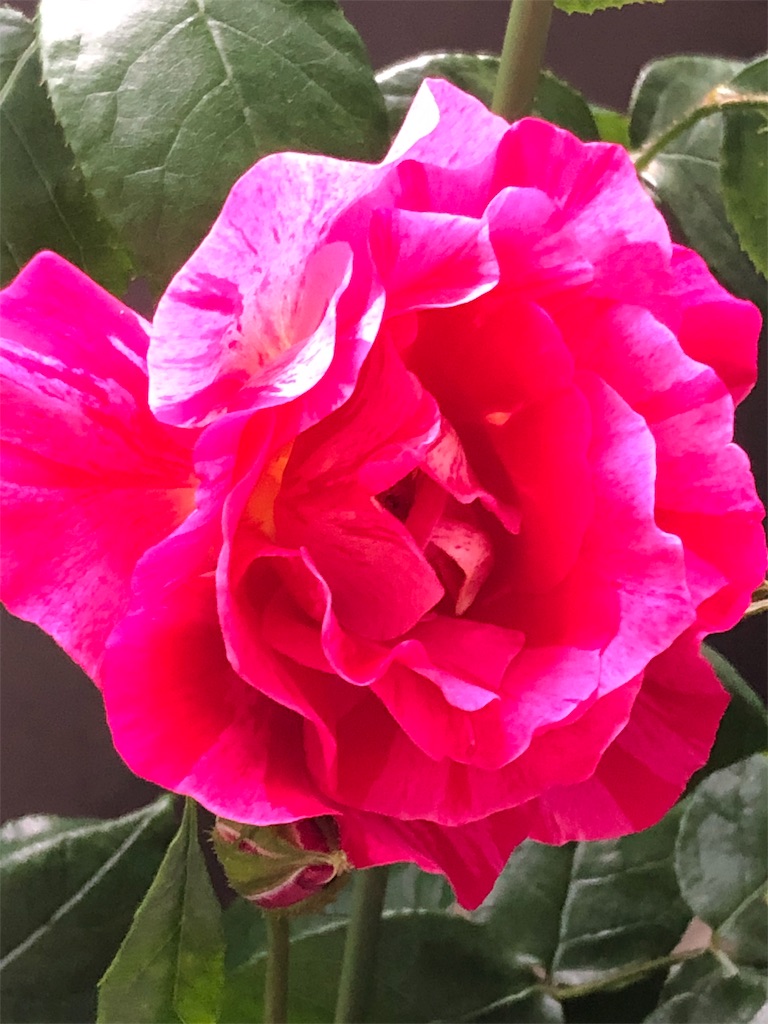 f:id:tef_rose:20190831040854j:image