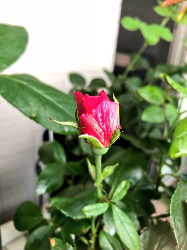 f:id:tef_rose:20190831040906j:image
