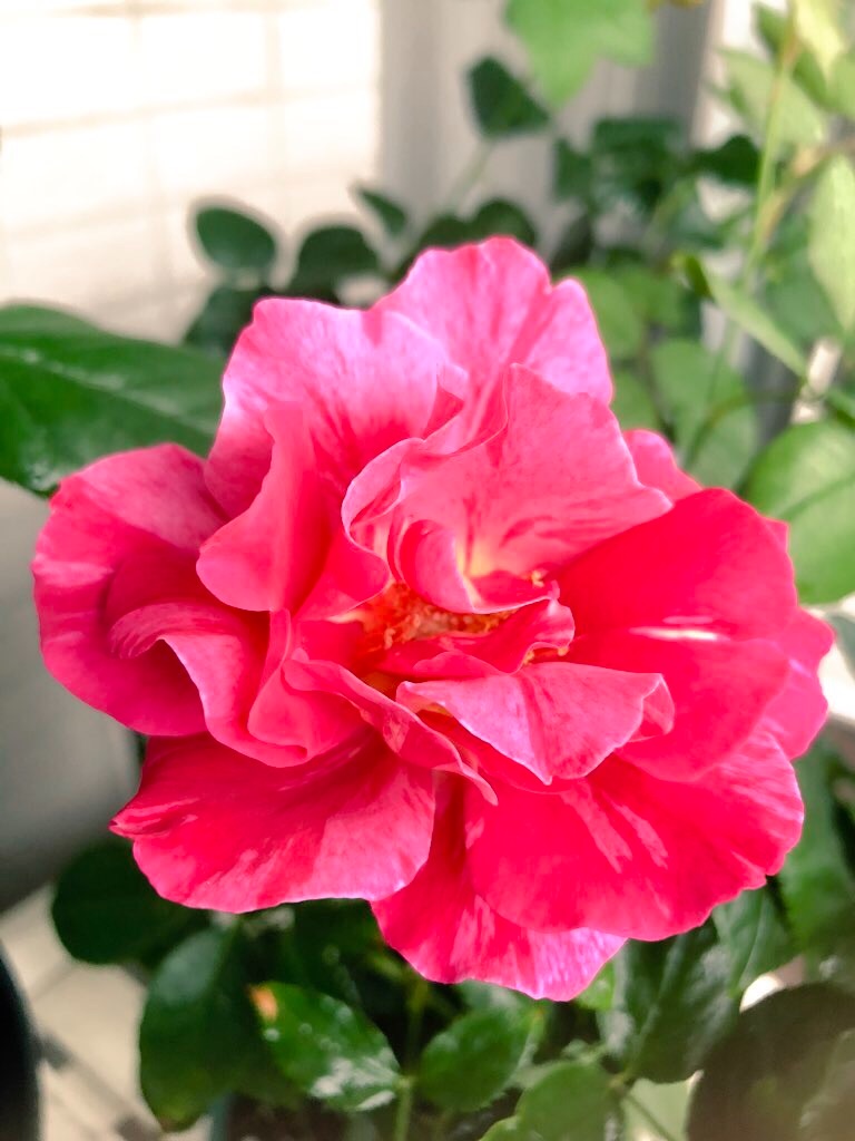 f:id:tef_rose:20190831040911j:image