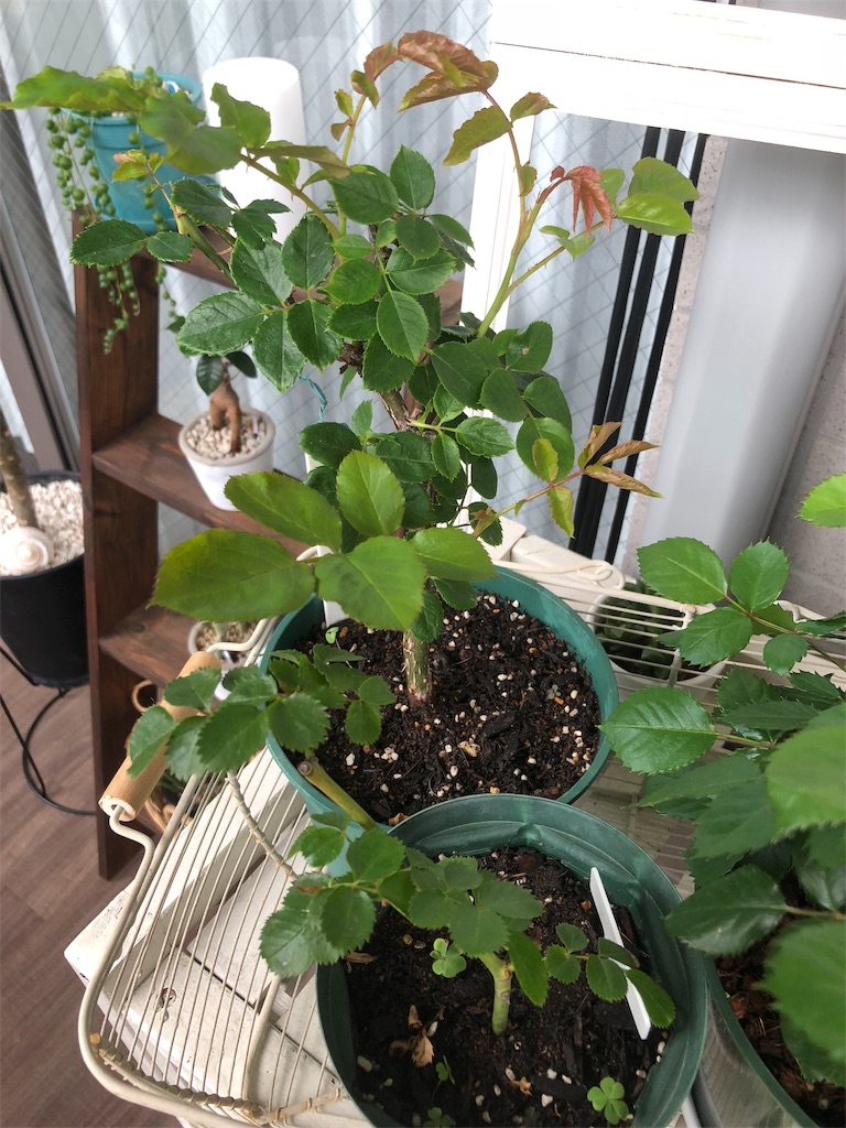 f:id:tef_rose:20190831041139j:image