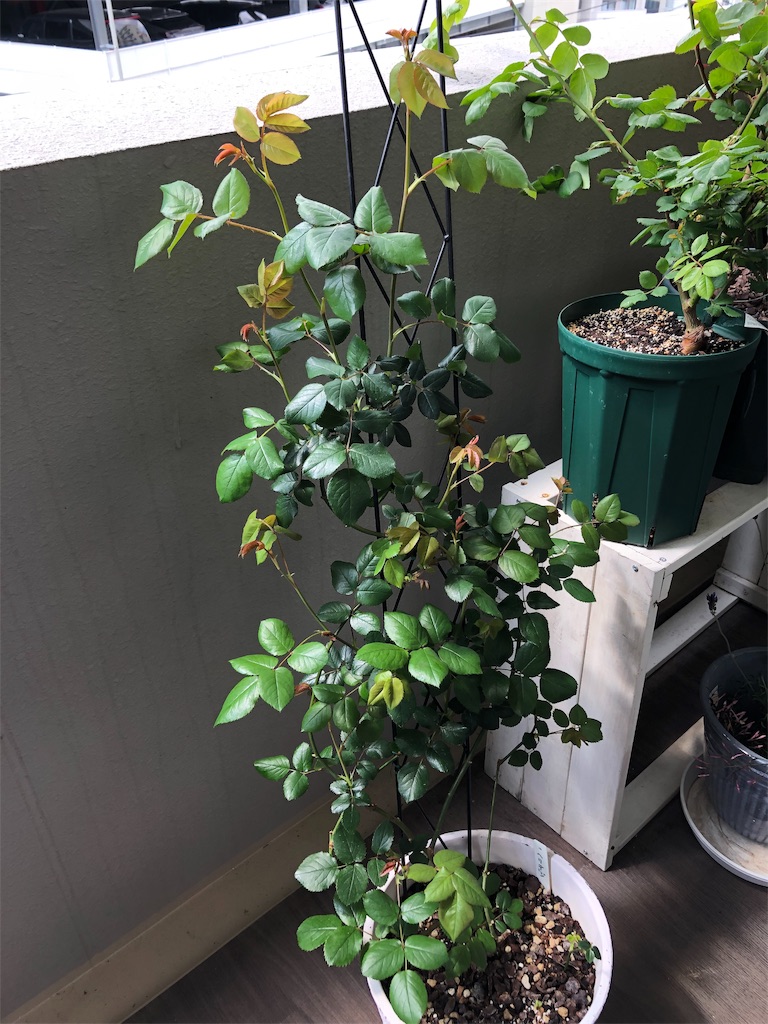 f:id:tef_rose:20190901221722j:image