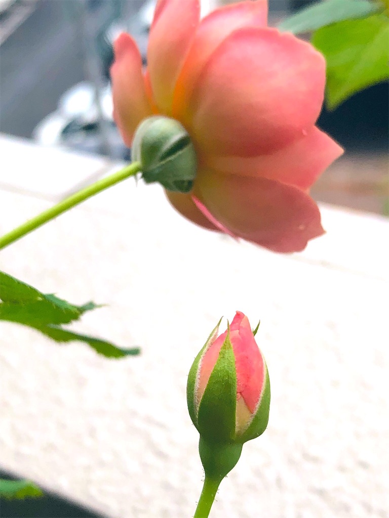 f:id:tef_rose:20190902100330j:image
