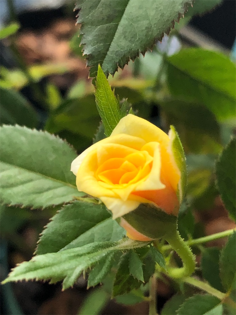 f:id:tef_rose:20190902100624j:image