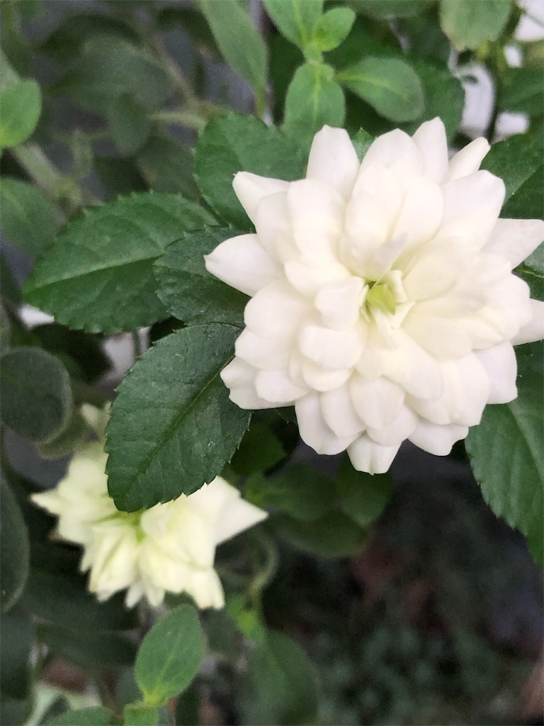 f:id:tef_rose:20190902100628j:image