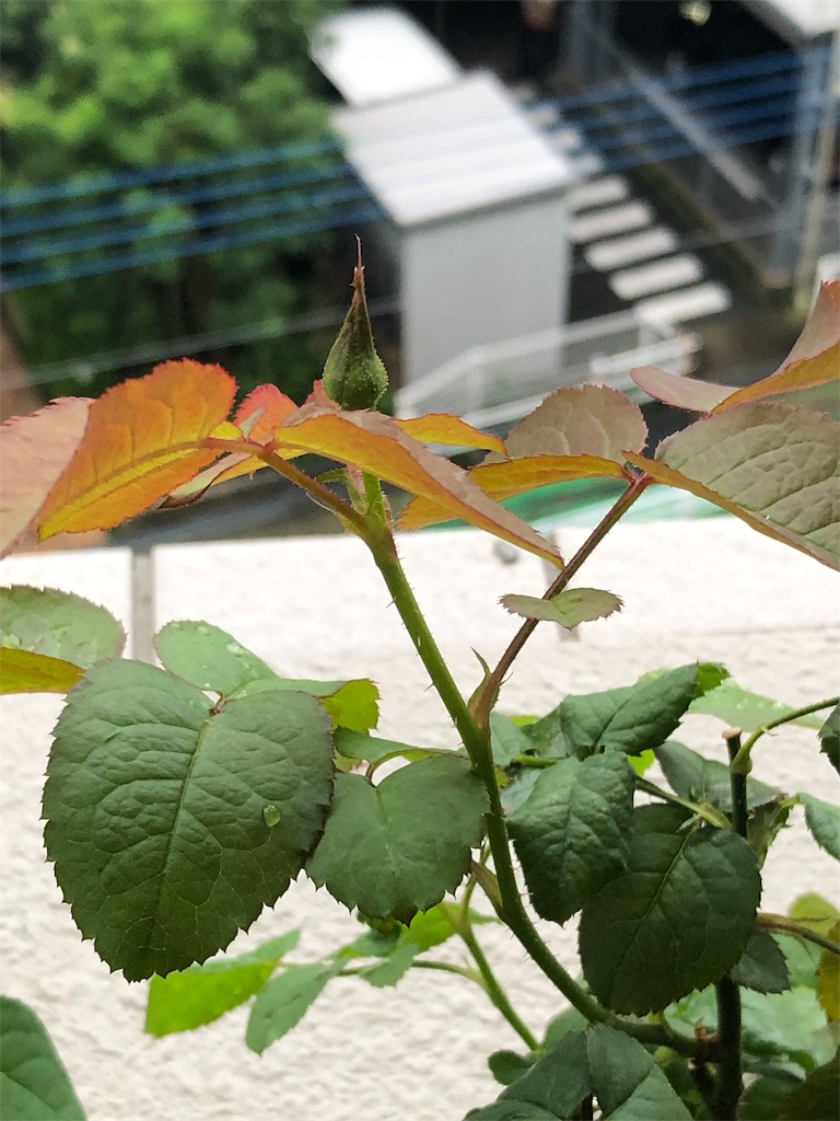 f:id:tef_rose:20190902110503j:image