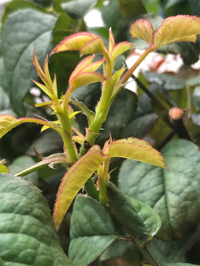 f:id:tef_rose:20190902111752j:image