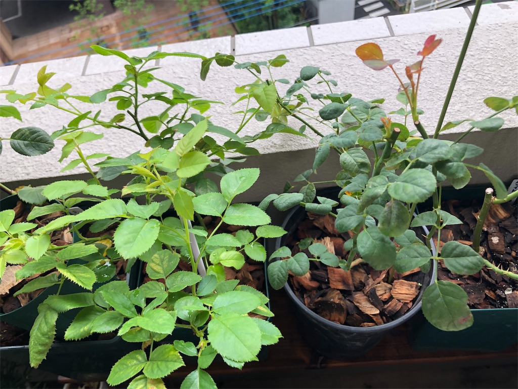 f:id:tef_rose:20190902112213j:image