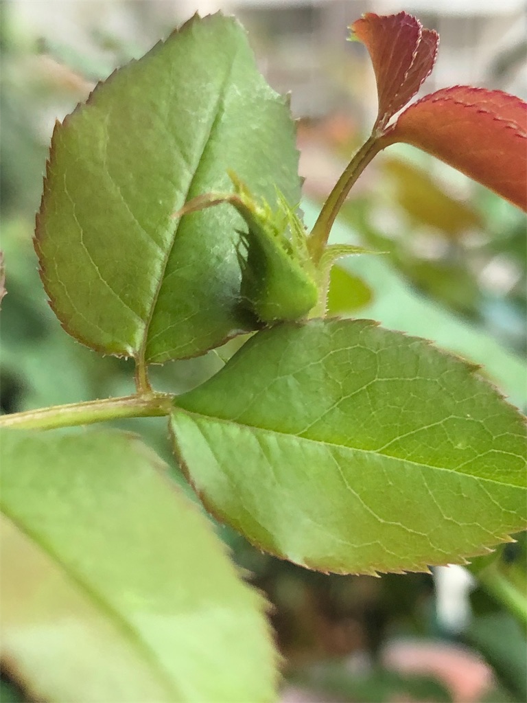 f:id:tef_rose:20190902112451j:image