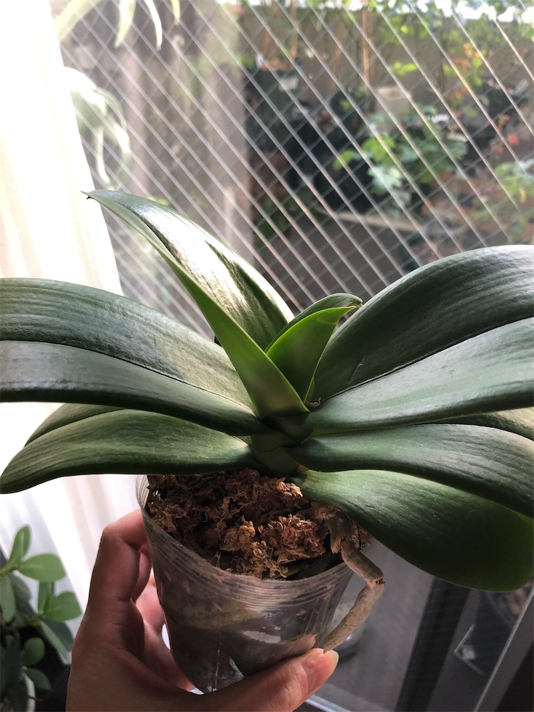 f:id:tef_rose:20190909034036j:image f:id:tef_rose:20190909034036j:image