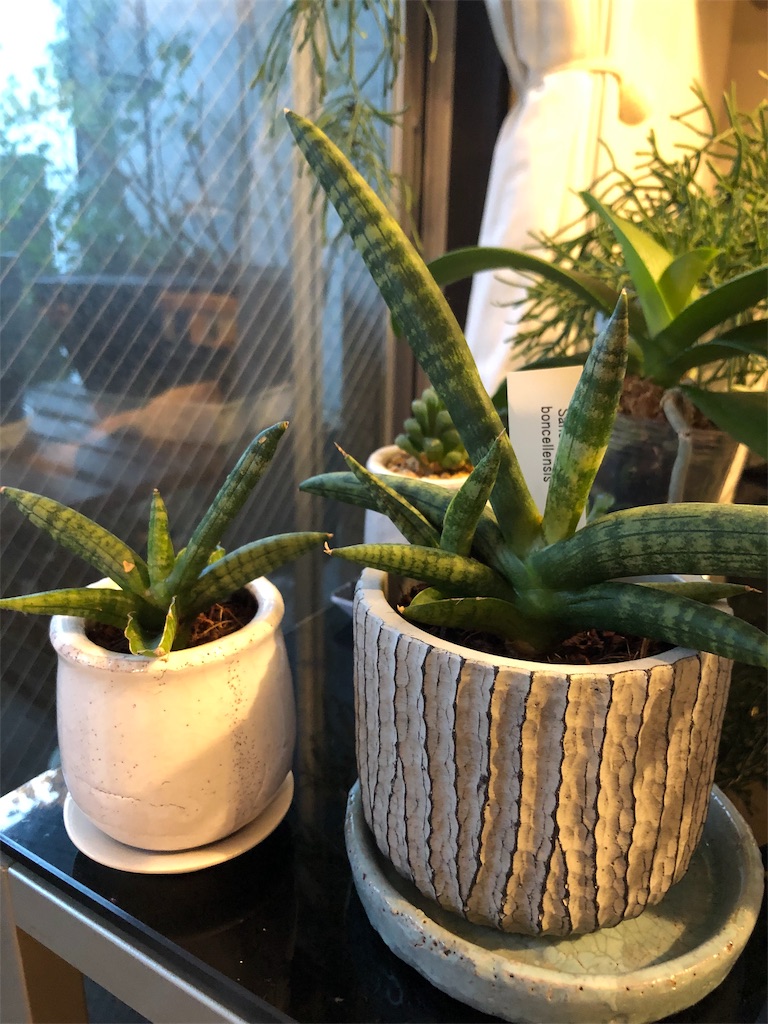 f:id:tef_rose:20190909034255j:image f:id:tef_rose:20190909034255j:image