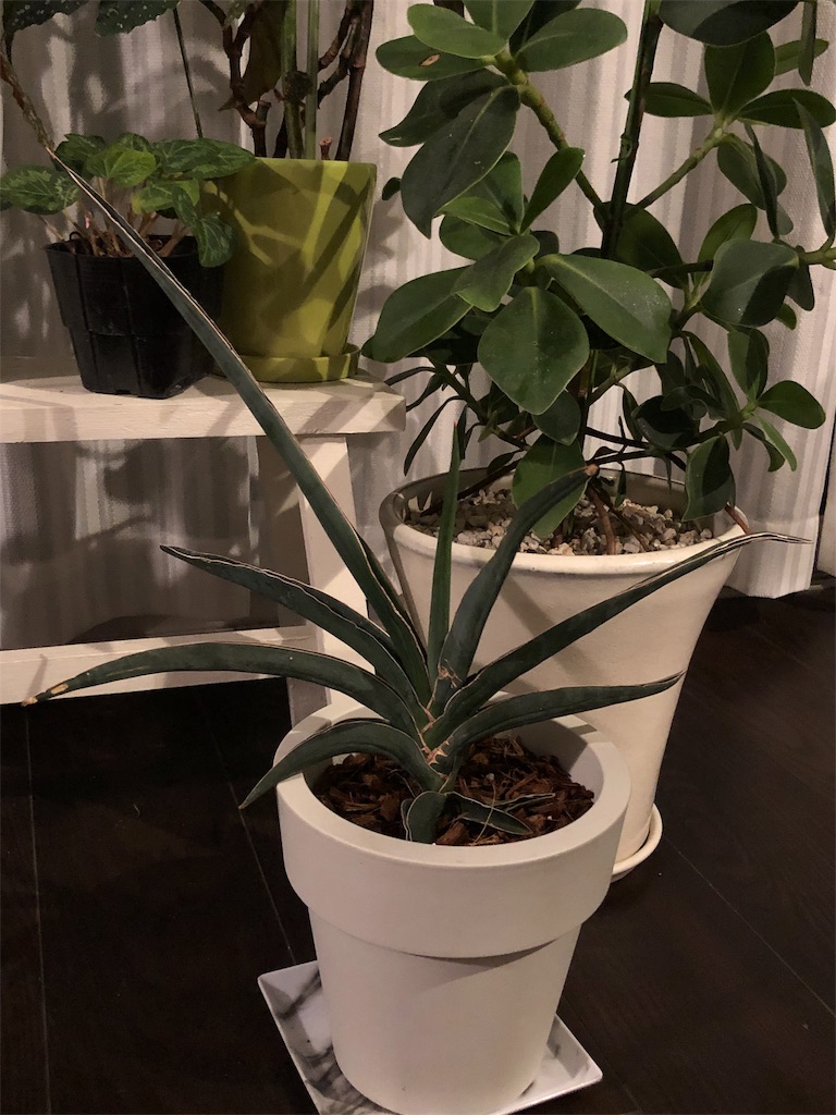 f:id:tef_rose:20190910030233j:image f:id:tef_rose:20190910030233j:image