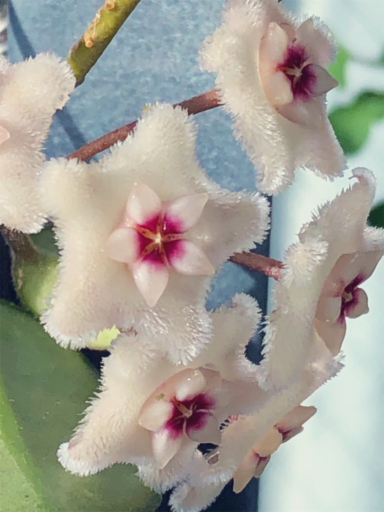 f:id:tef_rose:20190910030952j:image f:id:tef_rose:20190910030952j:image