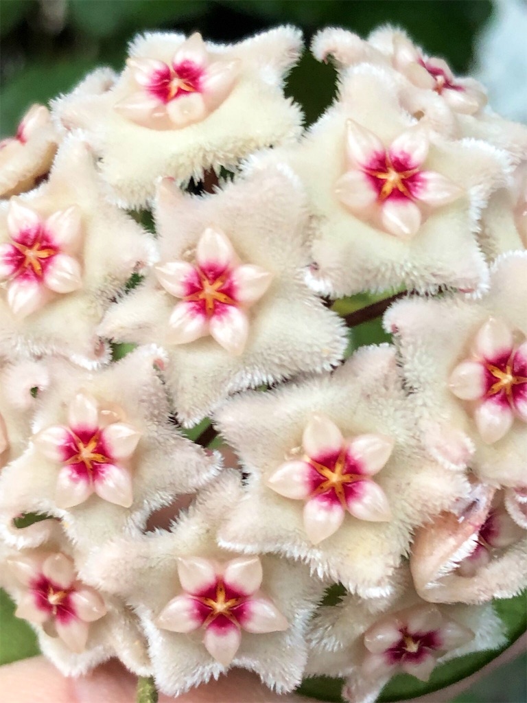 f:id:tef_rose:20190910030957j:image f:id:tef_rose:20190910030957j:image