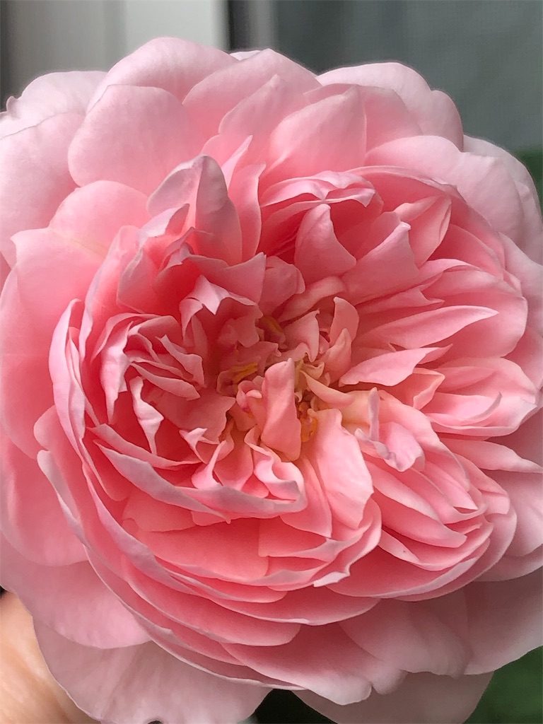 f:id:tef_rose:20190910152417j:image