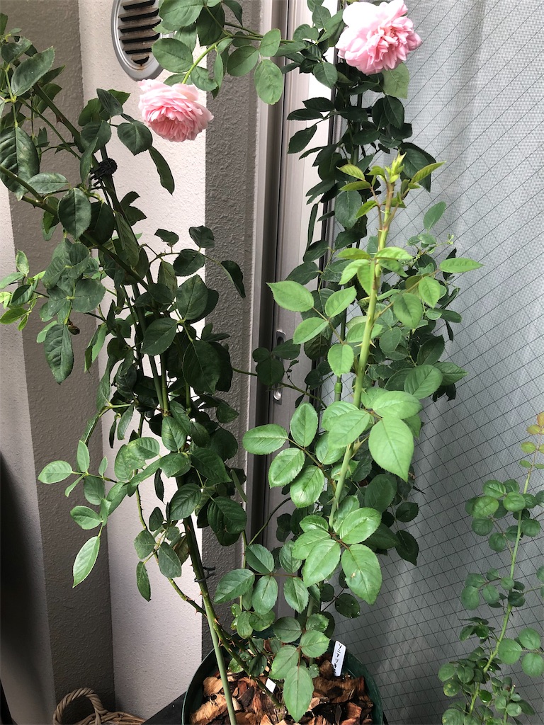 f:id:tef_rose:20190910152806j:image