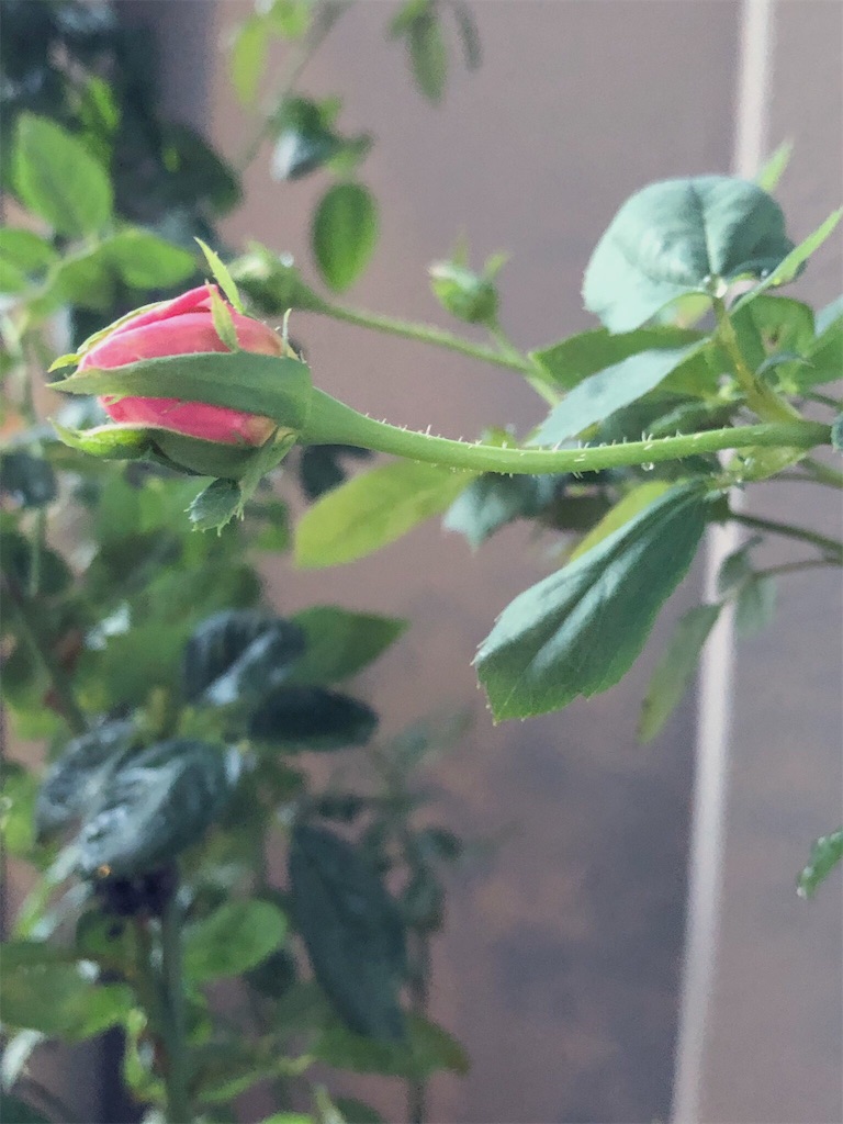 f:id:tef_rose:20190910152810j:image