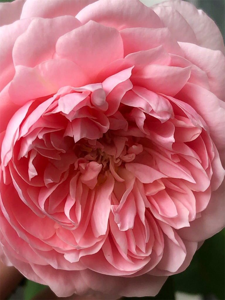 f:id:tef_rose:20190911123724j:image