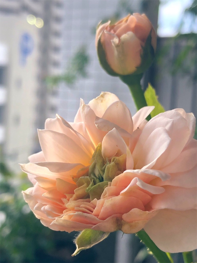 f:id:tef_rose:20190912015200j:image