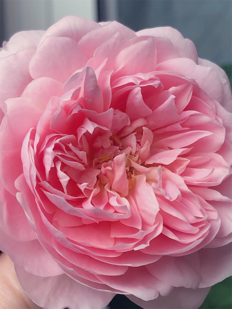 f:id:tef_rose:20190912015348j:image
