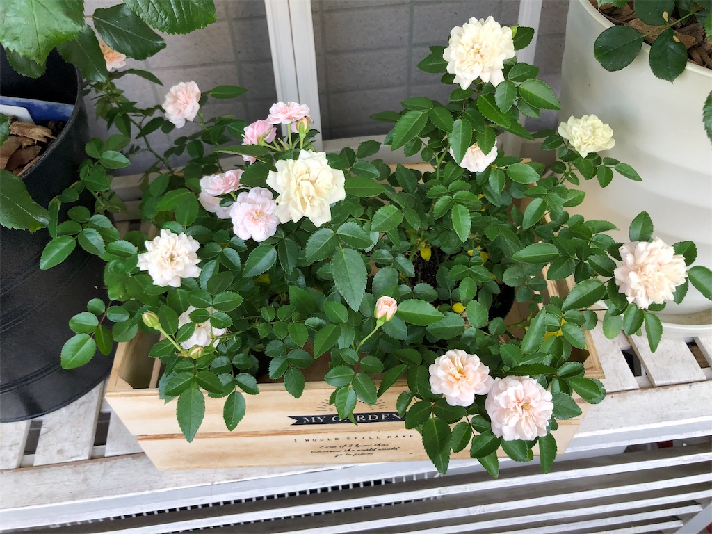 f:id:tef_rose:20190912015839j:image
