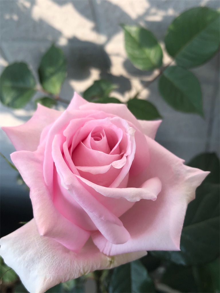f:id:tef_rose:20190912020501j:image