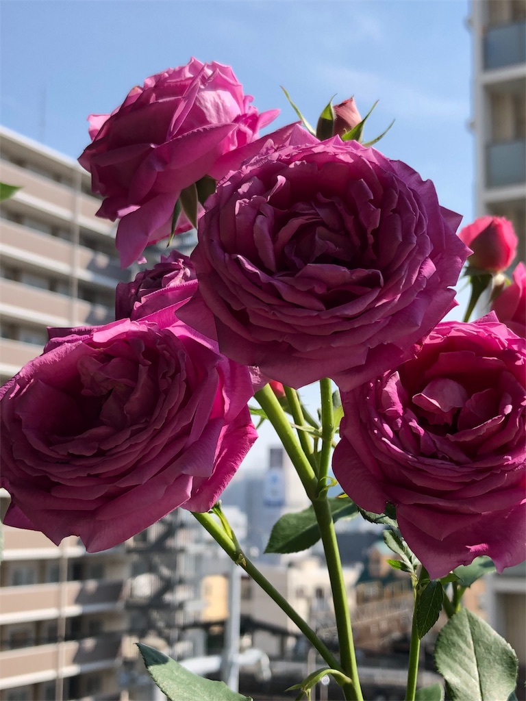 f:id:tef_rose:20190912021918j:image