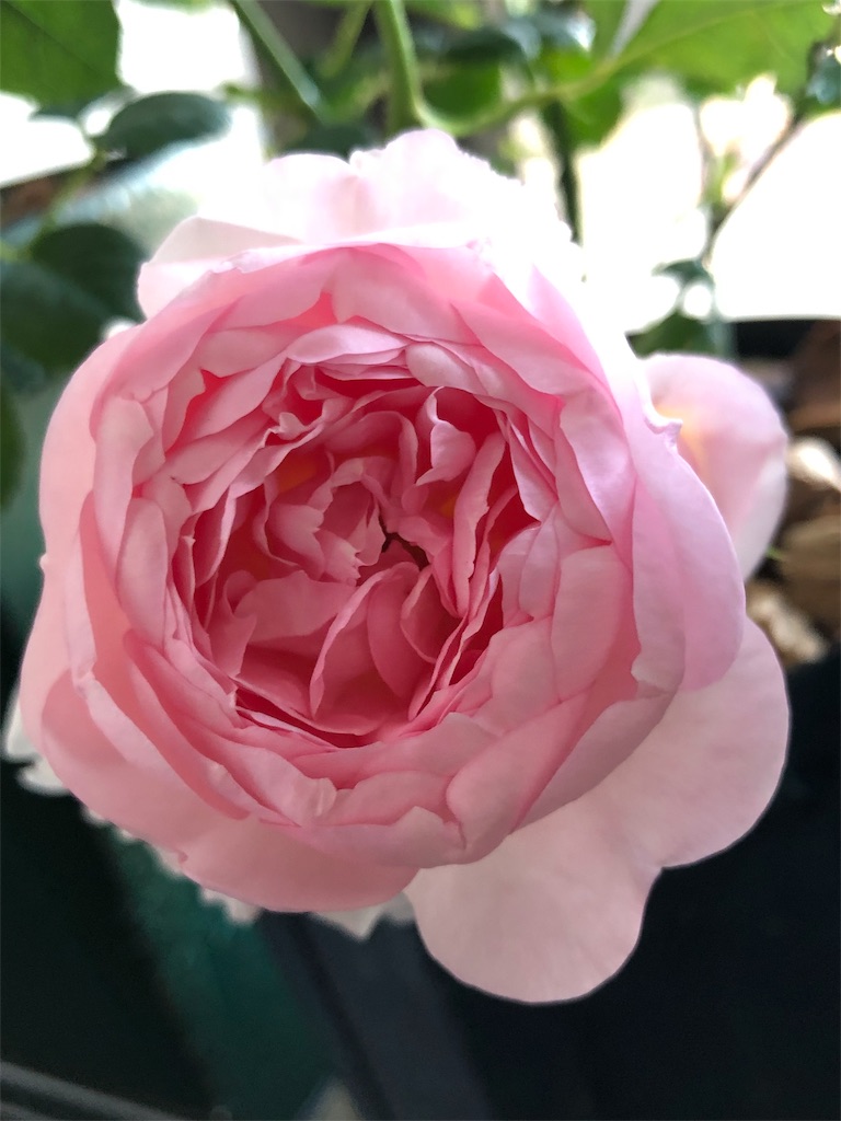 f:id:tef_rose:20190912034409j:image