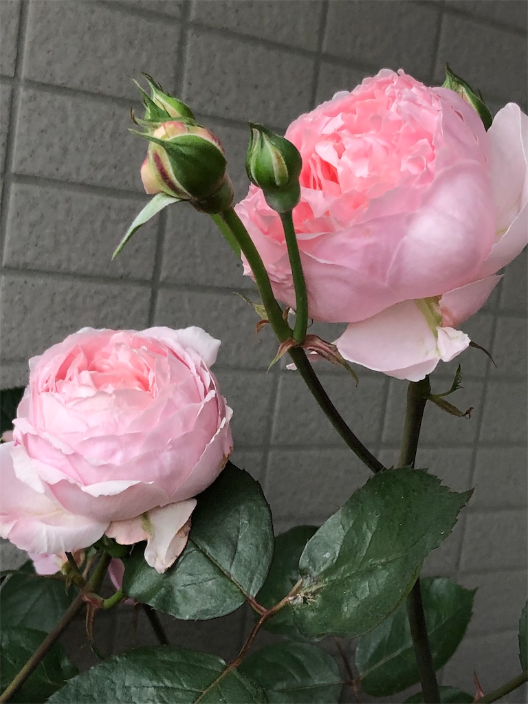 f:id:tef_rose:20190913211907j:image