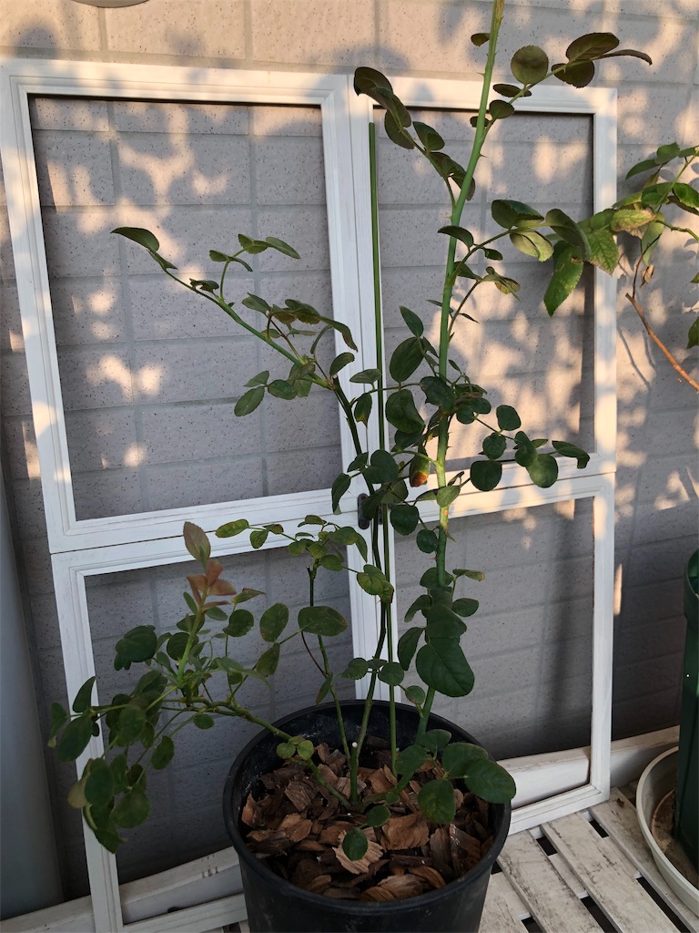 f:id:tef_rose:20190914020152j:image