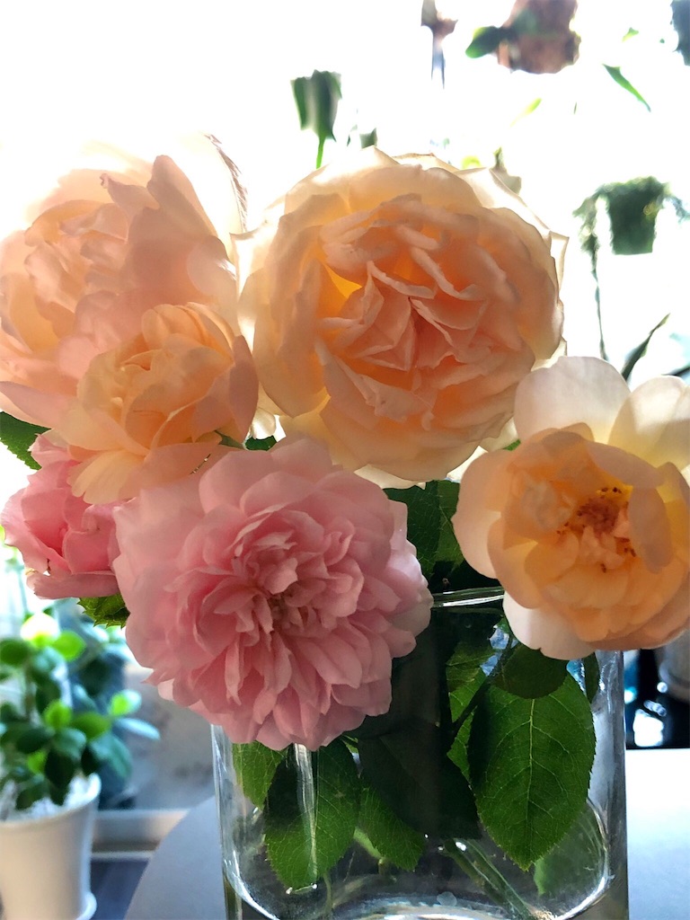f:id:tef_rose:20190914020207j:image