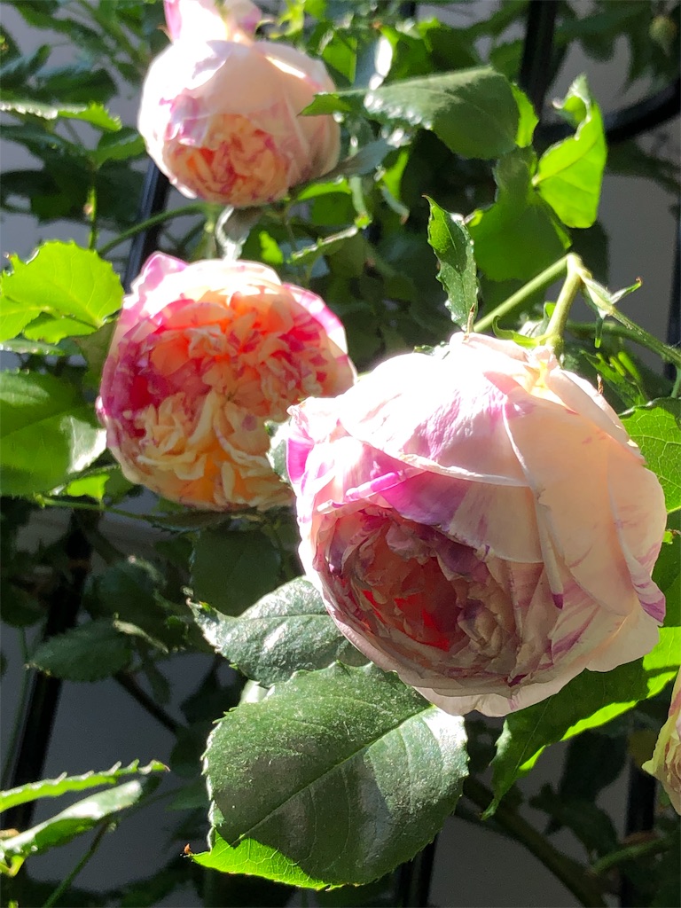 バラが少しずつ咲き始めました 挿し木苗を鉢増し Tef S Garden ベランダでバラと暮らす バラが少しずつ咲き始めました 挿し木苗を鉢増し Tef S Garden ベランダでバラと暮らす
