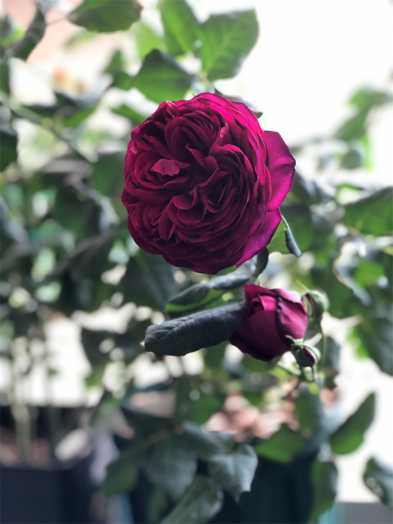 バラが少しずつ咲き始めました 挿し木苗を鉢増し Tef S Garden ベランダでバラと暮らす バラが少しずつ咲き始めました 挿し木苗を鉢増し Tef S Garden ベランダでバラと暮らす