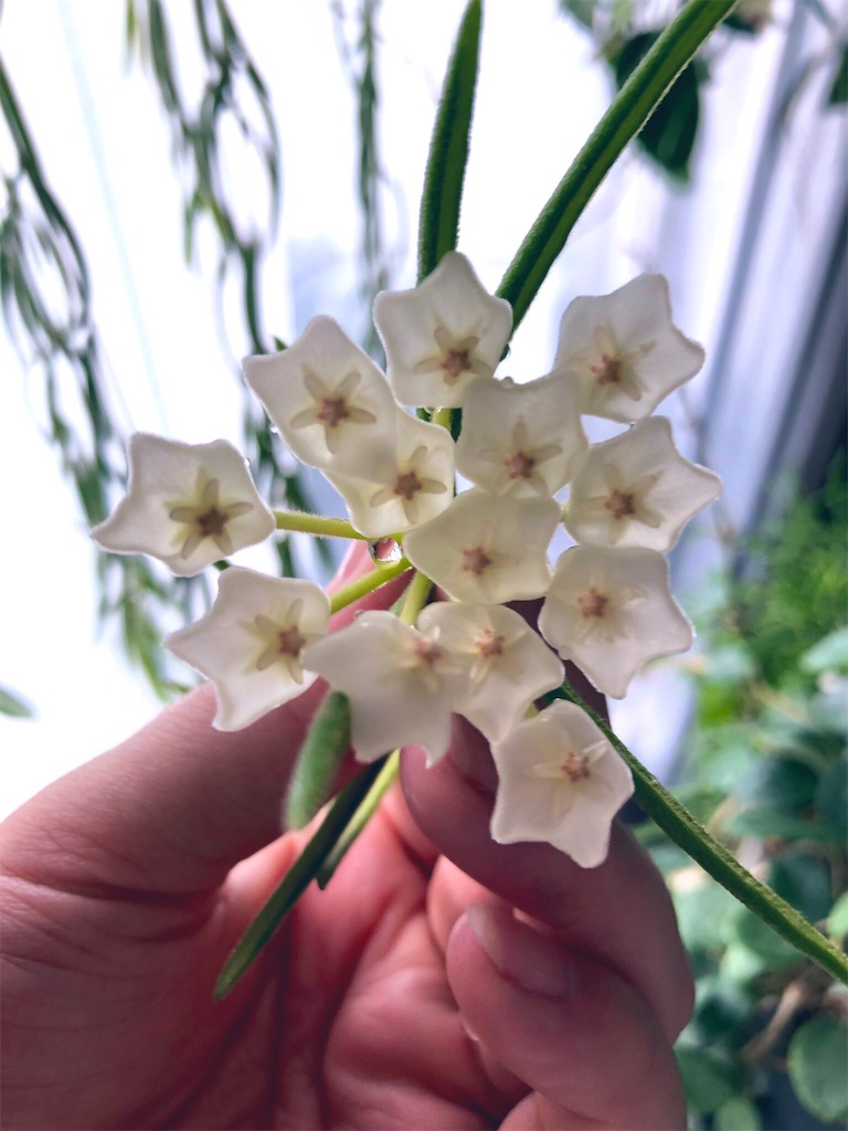 f:id:tef_rose:20190915015520j:image